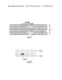 COMPOSITIONS AND METHODS FOR THE EXPRESSION OF CRISPR GUIDE RNAS USING THE     H1 PROMOTER diagram and image