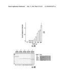 COMPOSITIONS AND METHODS FOR THE EXPRESSION OF CRISPR GUIDE RNAS USING THE     H1 PROMOTER diagram and image