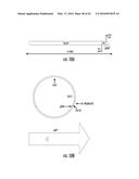 COMPOSITIONS AND METHODS FOR THE EXPRESSION OF CRISPR GUIDE RNAS USING THE     H1 PROMOTER diagram and image