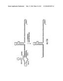 COMPOSITIONS AND METHODS FOR THE EXPRESSION OF CRISPR GUIDE RNAS USING THE     H1 PROMOTER diagram and image