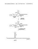 COMPOSITIONS AND METHODS FOR THE EXPRESSION OF CRISPR GUIDE RNAS USING THE     H1 PROMOTER diagram and image