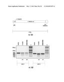 COMPOSITIONS AND METHODS FOR THE EXPRESSION OF CRISPR GUIDE RNAS USING THE     H1 PROMOTER diagram and image