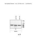 COMPOSITIONS AND METHODS FOR THE EXPRESSION OF CRISPR GUIDE RNAS USING THE     H1 PROMOTER diagram and image