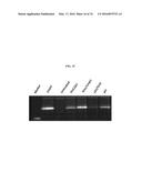 MODIFIED POLYNUCLEOTIDES FOR THE PRODUCTION OF BIOLOGICS AND PROTEINS     ASSOCIATED WITH HUMAN DISEASE diagram and image