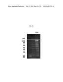 MODIFIED POLYNUCLEOTIDES FOR THE PRODUCTION OF BIOLOGICS AND PROTEINS     ASSOCIATED WITH HUMAN DISEASE diagram and image