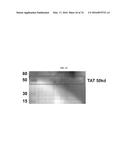 MODIFIED POLYNUCLEOTIDES FOR THE PRODUCTION OF BIOLOGICS AND PROTEINS     ASSOCIATED WITH HUMAN DISEASE diagram and image