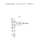 MODIFIED POLYNUCLEOTIDES FOR THE PRODUCTION OF BIOLOGICS AND PROTEINS     ASSOCIATED WITH HUMAN DISEASE diagram and image