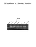 MODIFIED POLYNUCLEOTIDES FOR THE PRODUCTION OF BIOLOGICS AND PROTEINS     ASSOCIATED WITH HUMAN DISEASE diagram and image