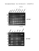 MODIFIED POLYNUCLEOTIDES FOR THE PRODUCTION OF BIOLOGICS AND PROTEINS     ASSOCIATED WITH HUMAN DISEASE diagram and image