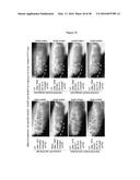 ANTI-ECTODYSPLASIN ANTIBODIES diagram and image