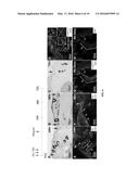 SWEAT GLAND-DERIVED STEM CELLS AND METHODS OF USE diagram and image