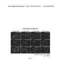 SWEAT GLAND-DERIVED STEM CELLS AND METHODS OF USE diagram and image