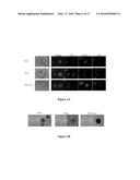 Polycistronic Vector for Human Induced Pluripotent Stem Cell Production diagram and image