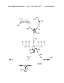 COMPOSITIONS AND METHODS OF NUCLEIC ACID-TARGETING NUCLEIC ACIDS diagram and image