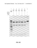 COMPOSITIONS AND METHODS OF NUCLEIC ACID-TARGETING NUCLEIC ACIDS diagram and image