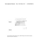 NON-GLYCOSYLATED TRANSFERRIN EXPRESSED IN MONOCOTS diagram and image