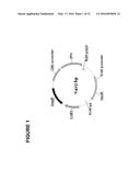 METHOD OF INACTIVATING A GLUCOCORTICOID RECEPTOR GENE IN AN ISOLATED CELL diagram and image