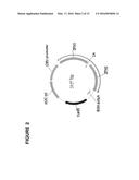 METHOD OF INACTIVATING A GLUCOCORTICOID RECEPTOR GENE IN AN ISOLATED CELL diagram and image