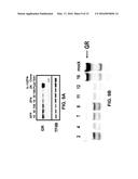METHOD OF INACTIVATING A GLUCOCORTICOID RECEPTOR GENE IN AN ISOLATED CELL diagram and image
