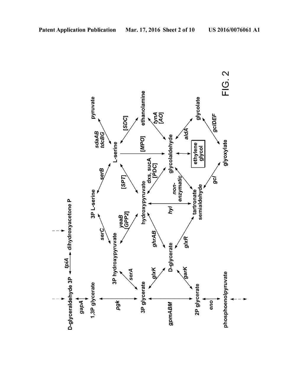 ENGINEERING MICROBES AND METABOLIC PATHWAYS FOR THE PRODUCTION OF ETHYLENE     GLYCOL - diagram, schematic, and image 03