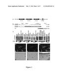 COMPOSITIONS AND METHODS FOR DIAGNOSIS AND TREATMENT OF EPILEPSY diagram and image