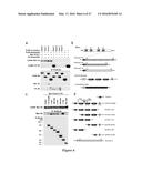 COMPOSITIONS AND METHODS FOR DIAGNOSIS AND TREATMENT OF EPILEPSY diagram and image