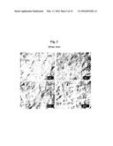 BASECOAT AND ASSOCIATED PAPERBOARD STRUCTURE diagram and image