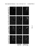 NANOCOMPOSITES AND METHODS OF MAKING SAME diagram and image