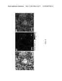 NANOCOMPOSITES AND METHODS OF MAKING SAME diagram and image