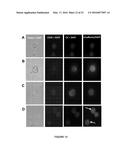 METHOD OF ISOLATING CIRCULATING TUMOR CELLS diagram and image