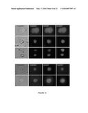 METHOD OF ISOLATING CIRCULATING TUMOR CELLS diagram and image