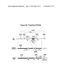 Methods of Identifying Candidate Compounds of the Human G Protein-Coupled     Receptor, GPR50, as Modulators of Body Mass or Adiposity diagram and image