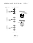 ASSAYS AND METHODS OF TREATMENT RELATING TO VITAMIN D INSUFFICIENCY diagram and image