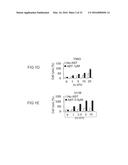 CANCER THERAPY WITH A PARVOVIRUS COMBINED WITH A BCL-2 INHIBITOR diagram and image