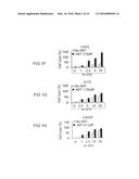 CANCER THERAPY WITH A PARVOVIRUS COMBINED WITH A BCL-2 INHIBITOR diagram and image