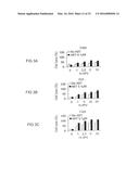 CANCER THERAPY WITH A PARVOVIRUS COMBINED WITH A BCL-2 INHIBITOR diagram and image