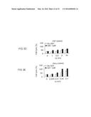 CANCER THERAPY WITH A PARVOVIRUS COMBINED WITH A BCL-2 INHIBITOR diagram and image