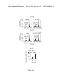 CANCER THERAPY WITH A PARVOVIRUS COMBINED WITH A BCL-2 INHIBITOR diagram and image