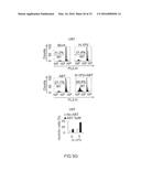 CANCER THERAPY WITH A PARVOVIRUS COMBINED WITH A BCL-2 INHIBITOR diagram and image