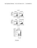 CANCER THERAPY WITH A PARVOVIRUS COMBINED WITH A BCL-2 INHIBITOR diagram and image