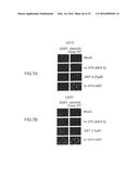 CANCER THERAPY WITH A PARVOVIRUS COMBINED WITH A BCL-2 INHIBITOR diagram and image