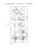 FLAGELLIN RELATED POLYPEPTIDES AND USES THEREOF diagram and image