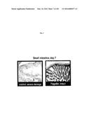 FLAGELLIN RELATED POLYPEPTIDES AND USES THEREOF diagram and image