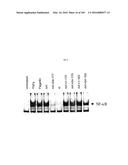 FLAGELLIN RELATED POLYPEPTIDES AND USES THEREOF diagram and image