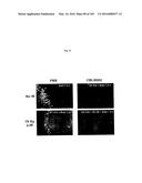 FLAGELLIN RELATED POLYPEPTIDES AND USES THEREOF diagram and image