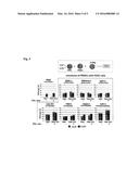 Co-Administration of a Parvovirus and a Cytokine for Therapy of Pancreatic     Cancer diagram and image