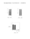 Antibody Buffering of a Ligand in Vivo diagram and image