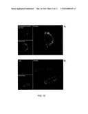 COPOLYMER AND NANOPARTICLES OBTAINED THEREFROM FOR DRUG DELIVERY diagram and image