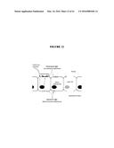 COMPOSITION AND METHODS BASED ON NEUTRALIZING ANTIBODIES DELIVERED     INTRANASALLY FOR ENHANCED THERAPEUTIC EFFICACY diagram and image