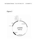 AGROBACTERIUM BACTERIUM TO BE USED IN PLANT TRANSFORMATION METHOD diagram and image